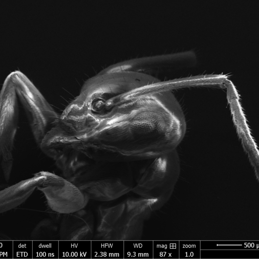 Ameisenkopf  -- Bildnachweis: © EuXFEL